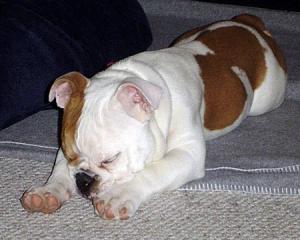 HealthyuptodateEnglishbulldogpuppyforadopt